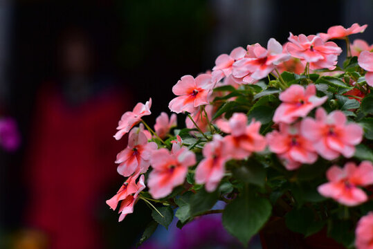 鳳仙花