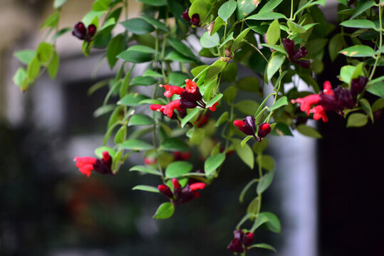 口紅花