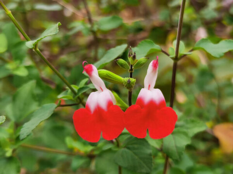 兩朵懸鈴花