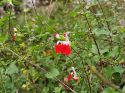 紅白小花