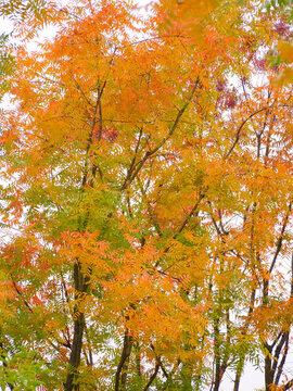 紅葉