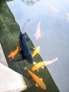 金魚池