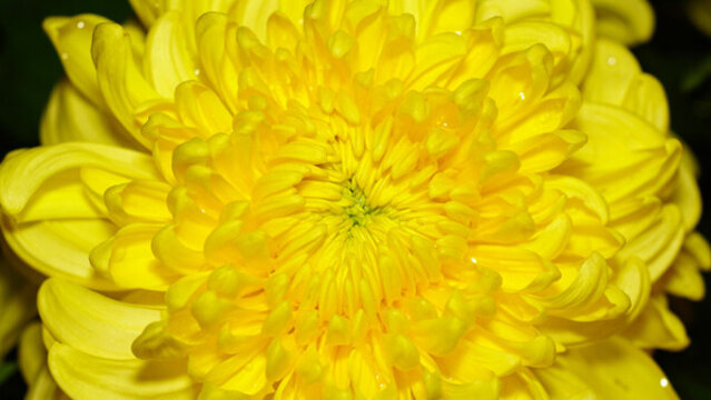 菊花