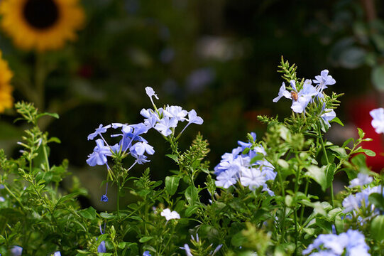 藍(lán)雪花