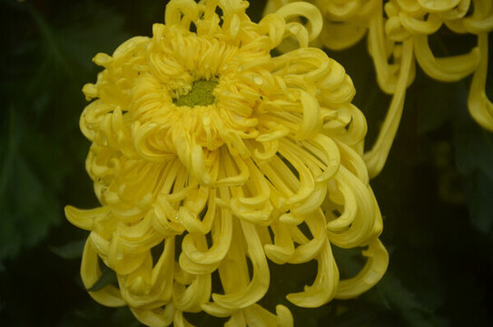 綠色菊花芯