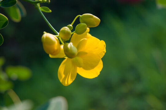 一朵黄色的花逆光视角