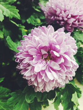 冬天盛開(kāi)的菊花