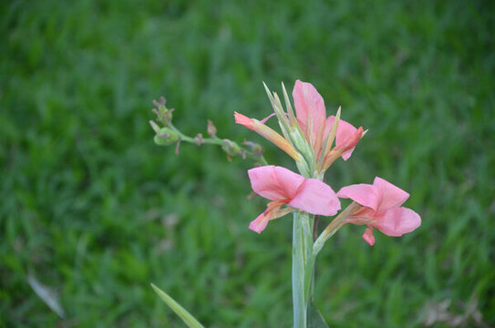 蕉花