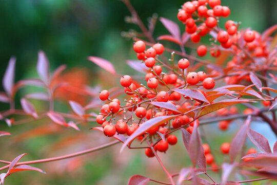紅豆