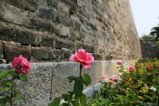 北京明城墻遺址和月季鮮花