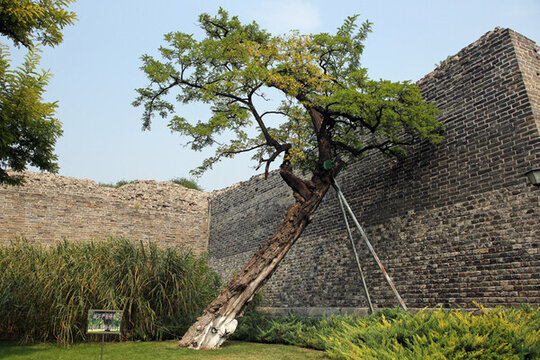北京明城墻遺址之古墻老樹
