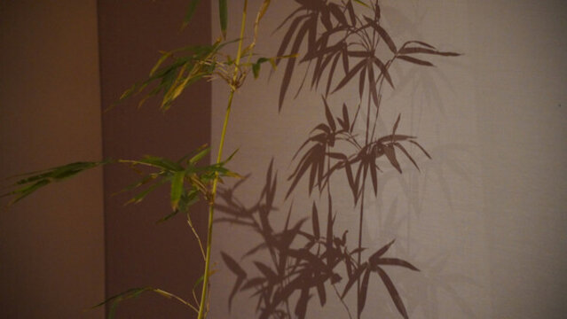 紹興王陽明故居竹子剪影