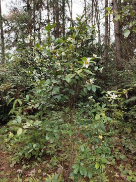 山茶花與茶樹