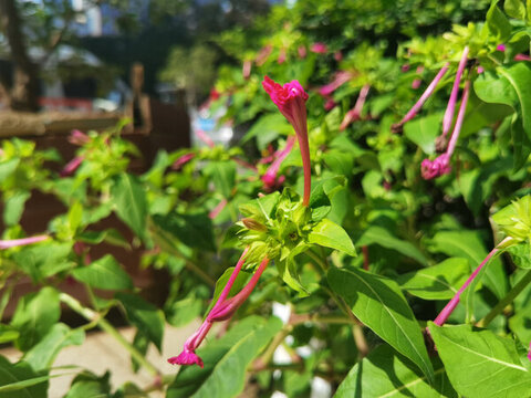 三葉梅簕杜鵑