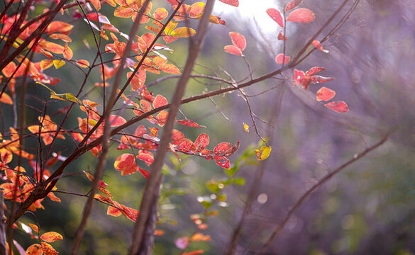 紅葉
