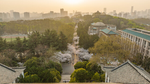 武漢大學(xué)櫻花