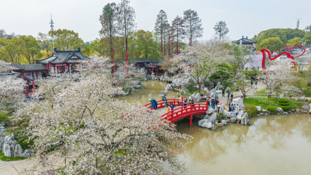 武漢東湖櫻花