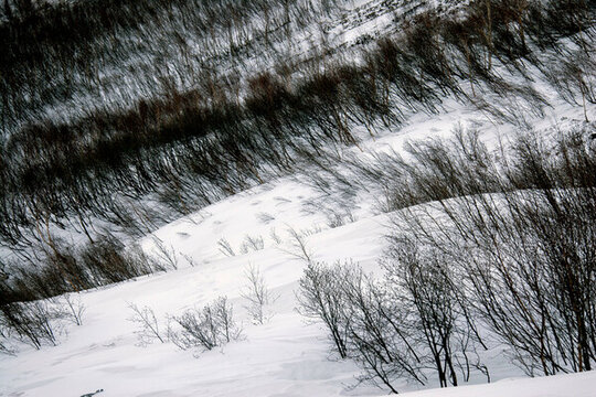 冰雪長白山林地