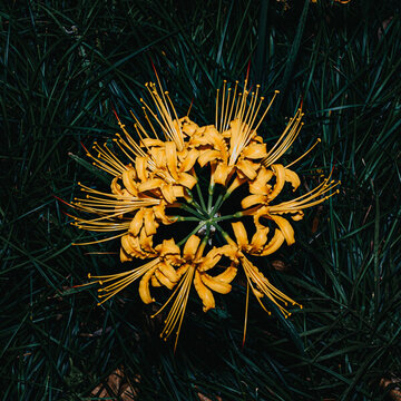 花