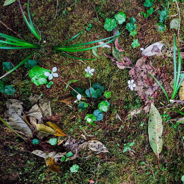 生態(tài)苔蘚小野花