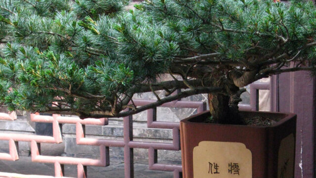 周莊沈廳松茂堂前天井五針松