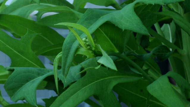 萵苣菜嫩莖嫩葉