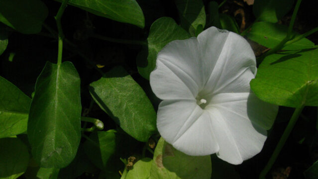 空心菜菜葉與花朵