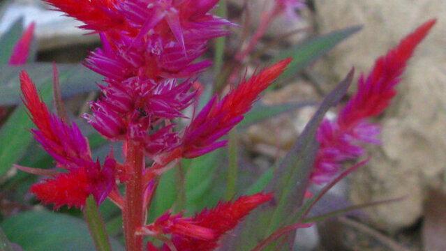 雞冠花又紅