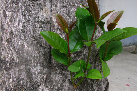 木犀