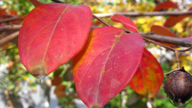 紫薇紅葉
