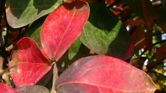 紫薇紅葉近攝