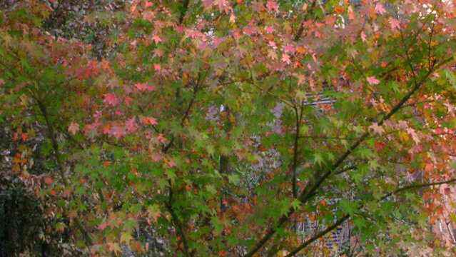 楓葉紅了