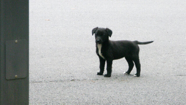 小黑犬