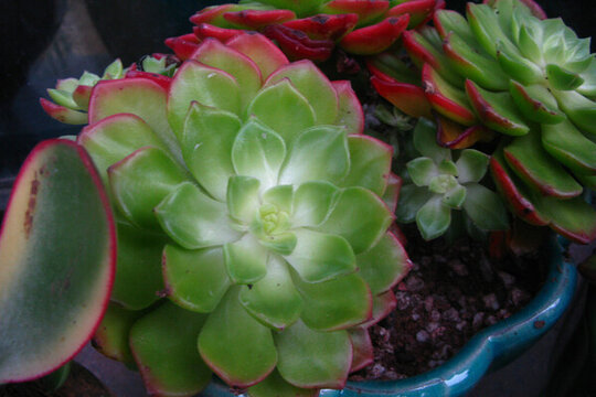 蒂亞