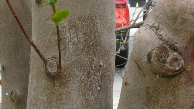 山茶花樹