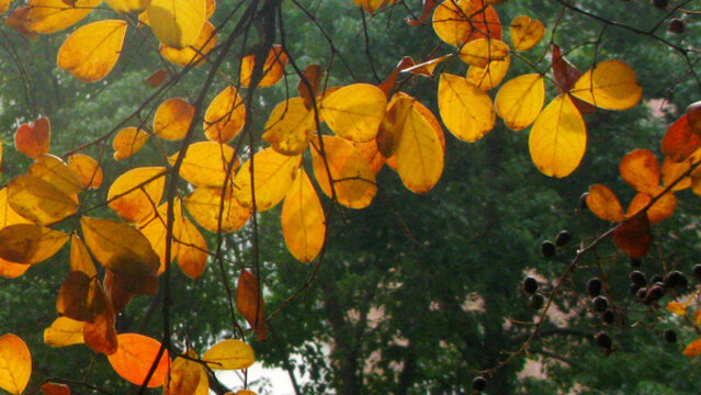 金秋紅葉