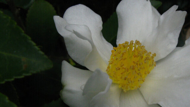 冰清玉潔白茶花