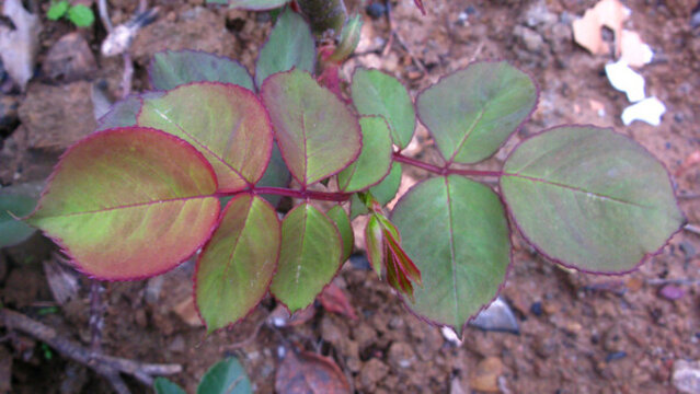 花圃里新萌發(fā)的月季花