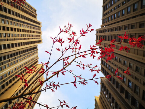 紅葉