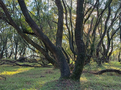 山地林木自然景觀陽光透過樹梢