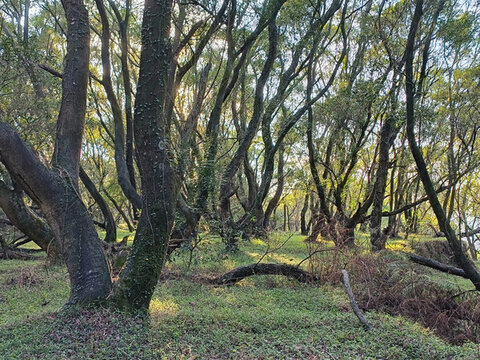 山地林木自然景觀陽光透過樹梢