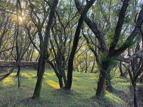 山地林木自然景觀陽光透過樹梢
