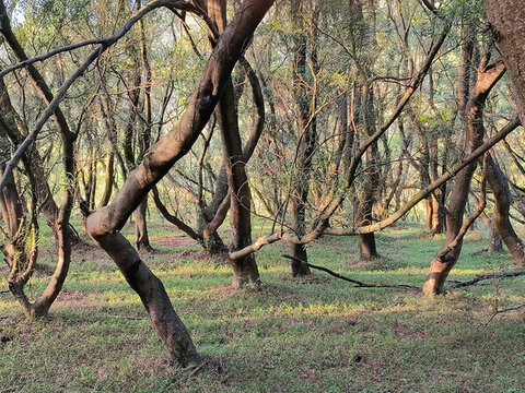 原始森林植被景觀陽(yáng)光森林林