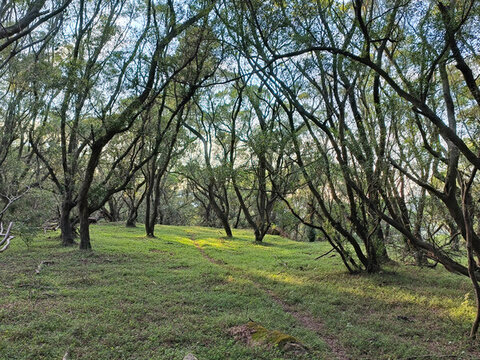 原始森林植被景觀陽(yáng)光森林林