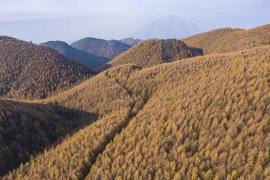森林秋景