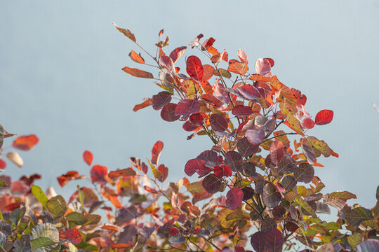 巫山紅葉