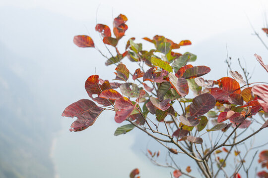 紅葉