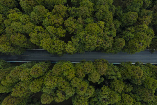 仙女山森林公路