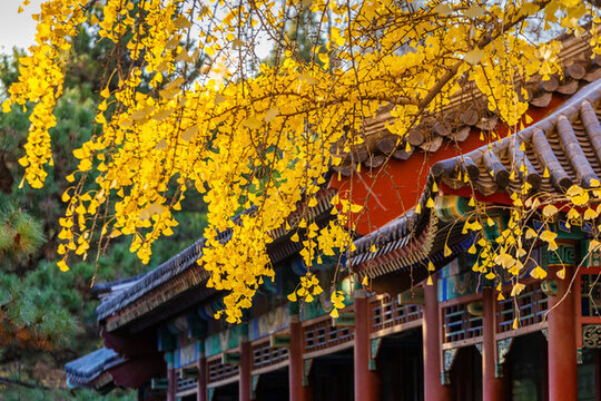北京中山公園秋色
