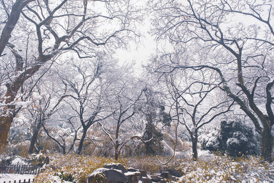 武漢東湖磨山風(fēng)景區(qū)冬季雪景
